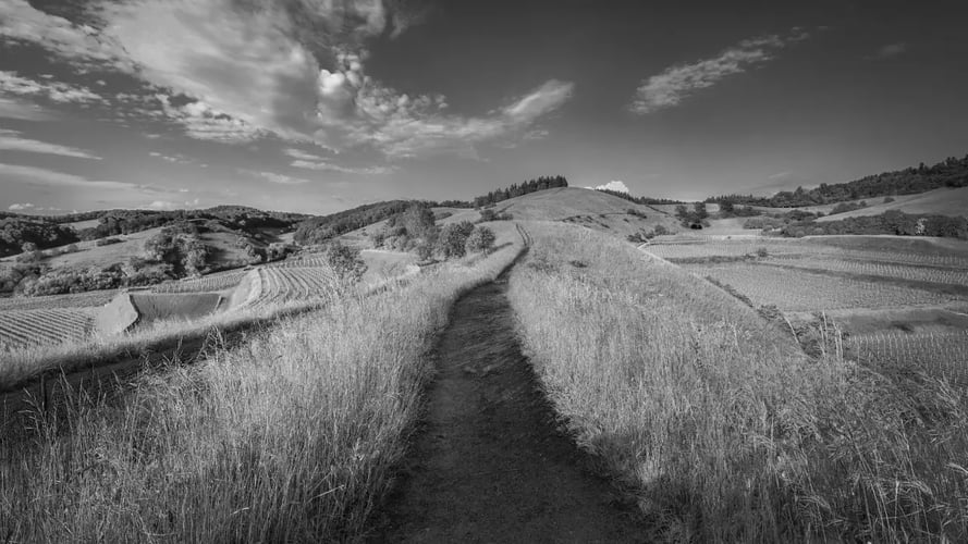landscape_bw