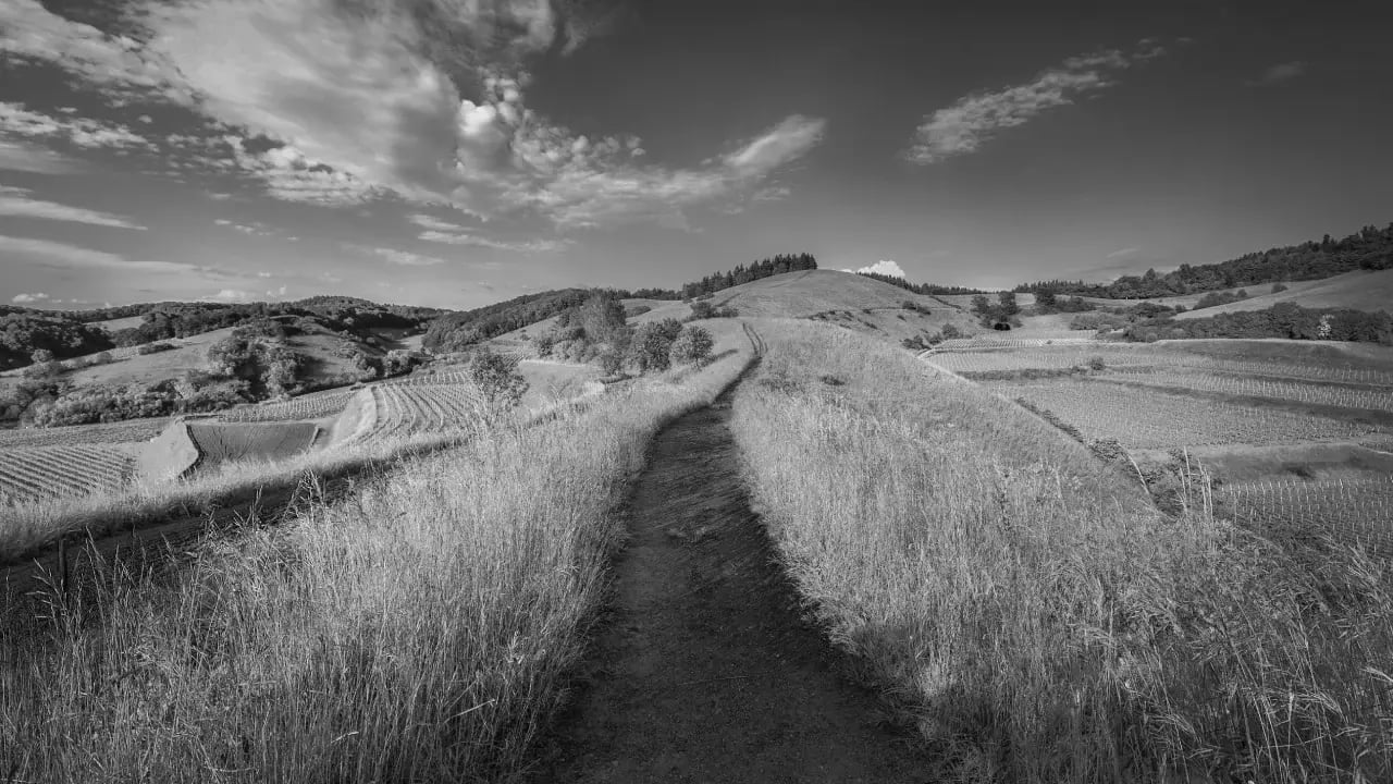 landscape_bw