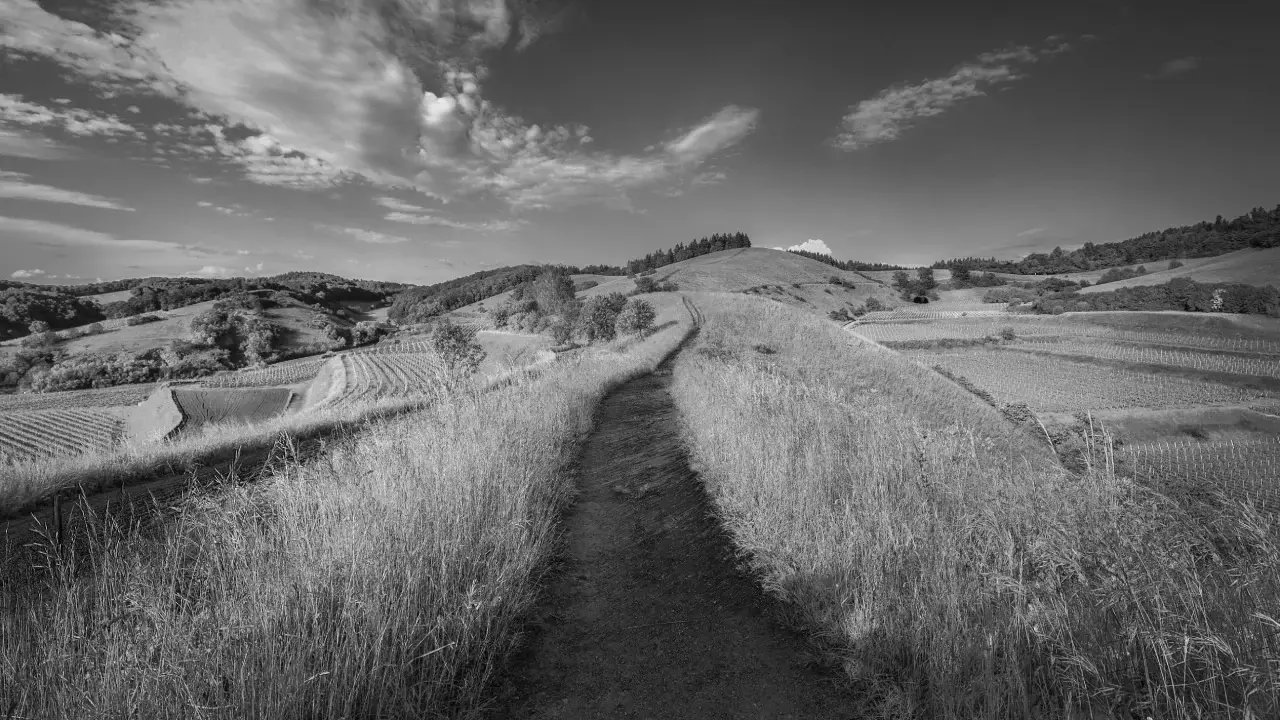 landscape_bw